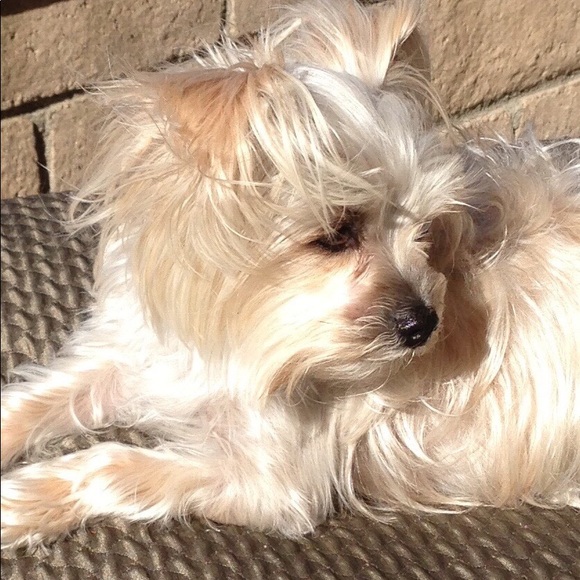 BCBG, COACH, VERTIGO, ANN TAYLOR, ZARA, HANDMADE - Picture 5 of 5